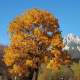 Wilder Kaiser