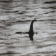 Surgeon's Photograph