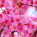 Sakura Flower