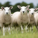 Texel