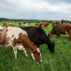 Holstein Friesian