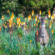 Kniphofia