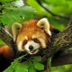 Red panda