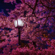 Blooming sakura tree