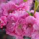 Prunus triloba