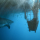 Great white shark