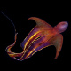 Blanket octopus