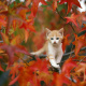Fall
