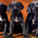 Great Dane