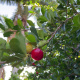 Barbados cherry