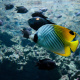 Auriga butterflyfish