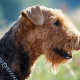 Airedale Terrier