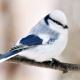 Azure tit