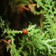 Harlequin ladybird