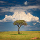 Maasai Mara