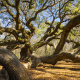 Angel Oak Tree