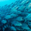 Bigeye trevally