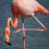 American flamingo