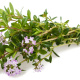 Winter Savory