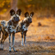 South Luangwa National Park