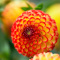 Dahlia