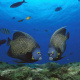 Sergeant major damselfish