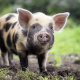 Kunekune