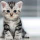 American Shorthair