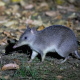 Long-nosed bandicoot