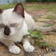 Siamese cat