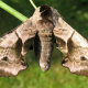 Hawk moth