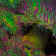 Giant green anemone