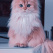 Longhair