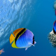 Threadfin butterflyfish