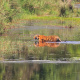 Bengal tiger