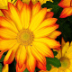Chrysanthemum