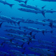 Barracuda