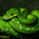 Green tree python