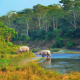 Indian rhinoceros