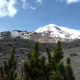 Chuquiragua
