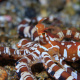 Wunderpus photogenicus