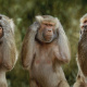 Three Wise Monkeys