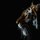 Bengal tiger