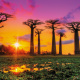 Avenue of the Baobabs