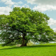 English oak