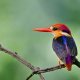 Oriental Dwarf Kingfisher