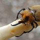 Elephant beetle
