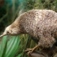 Little spotted kiwi