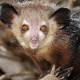 Duke Lemur Center