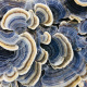 Turkey tail fungus